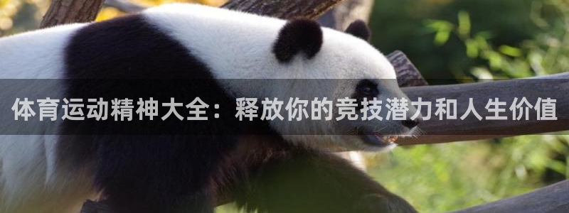 必发集团官网平台|体育运动精神大全：释放你的竞技潜力和人生价